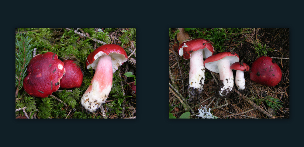 Ritrovamenti 29 luglio.